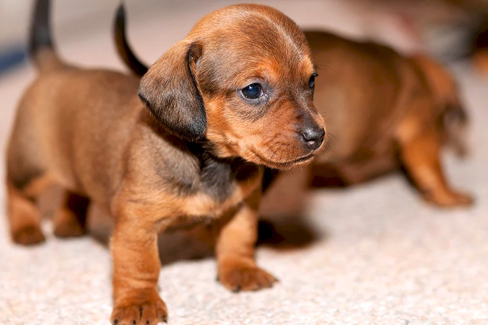 Taxa Hundewelpen