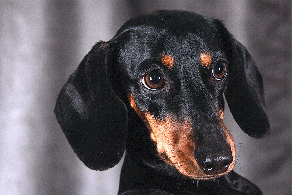 Schwarzer Kurzhaardackel