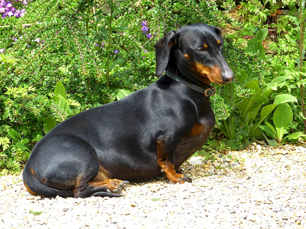 Métis Dackel und Pinscher