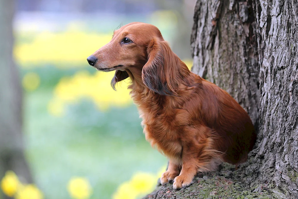 Langhaardackel Hund