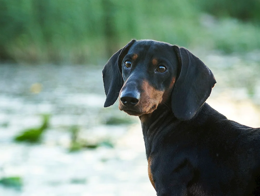Baltischer Jagdhund Dackel