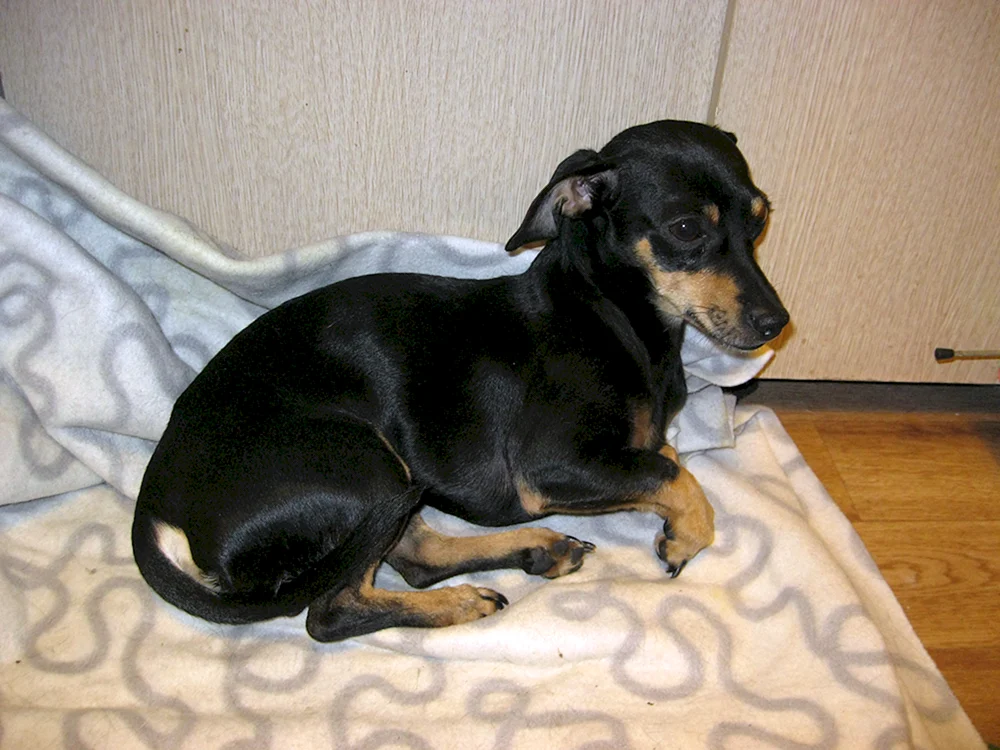 Dackelterrier
