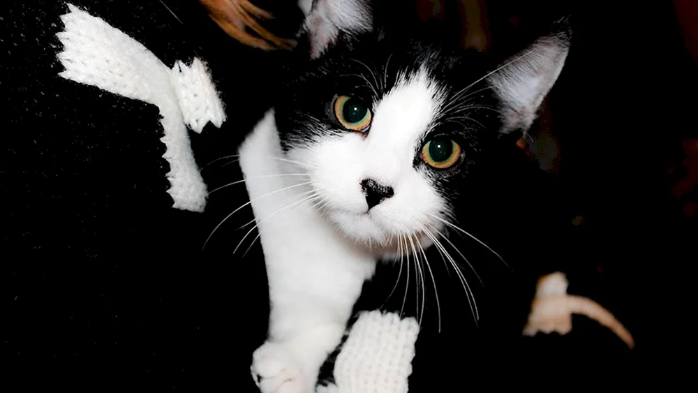 Tuxedo Katzenrasse