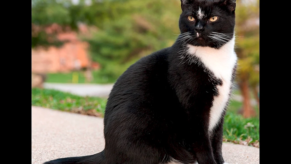 Tuxedo Katze Rasse