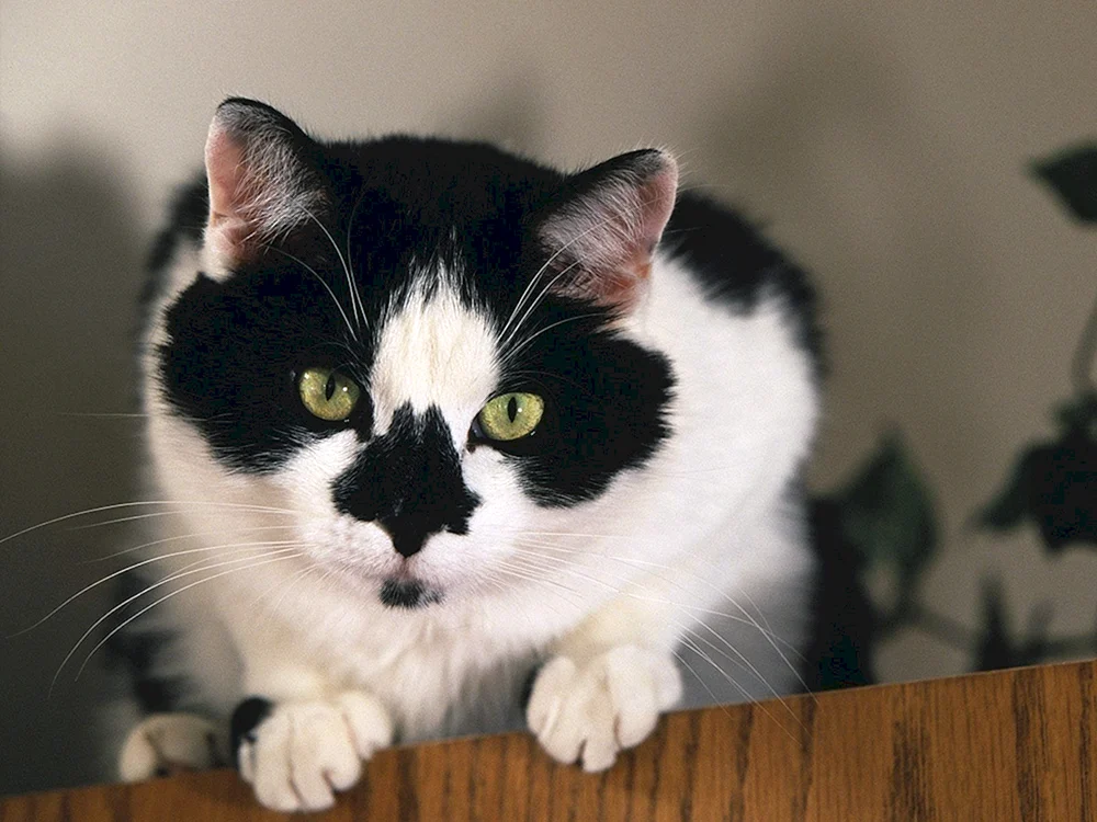 Tuxedo Katzenrasse