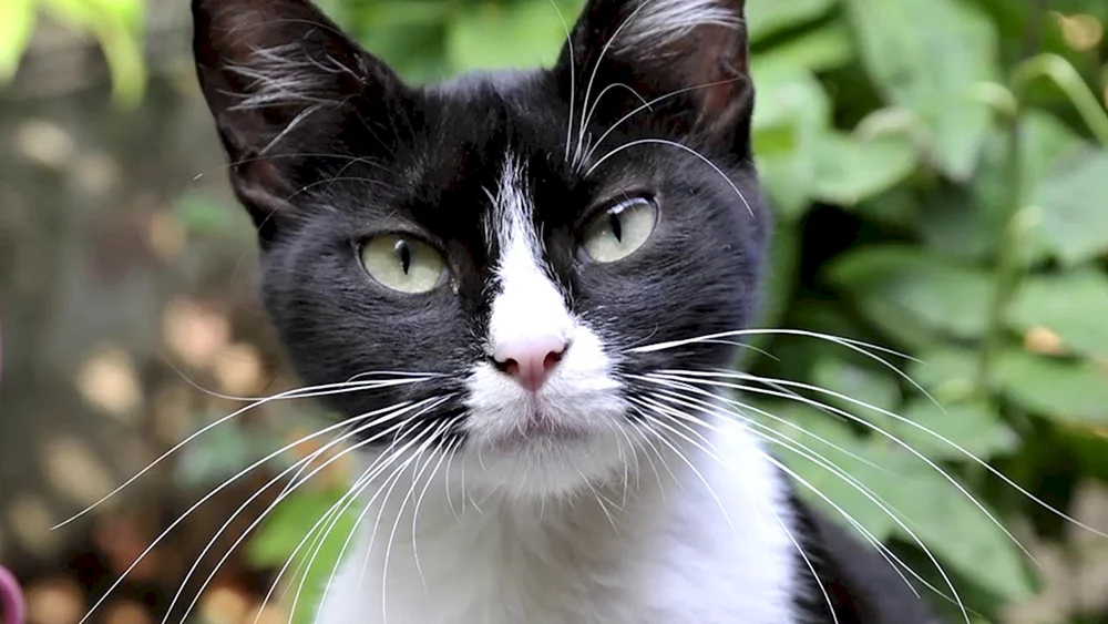 Sibirische Bicolour-Kurzhaarkatze