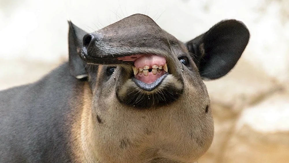 Weichwangentapir lächeln
