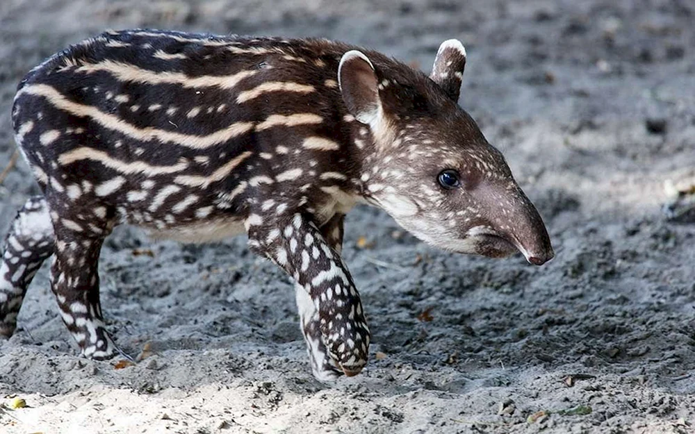 Schmaler Tapir