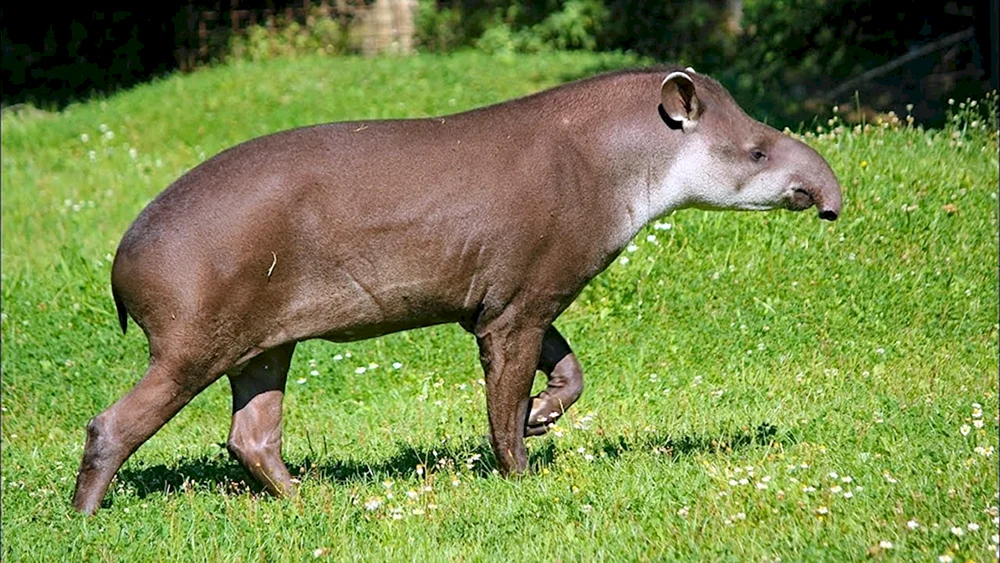 Tapir in Südamerika