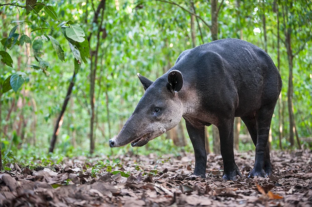 Tapir-Huftier