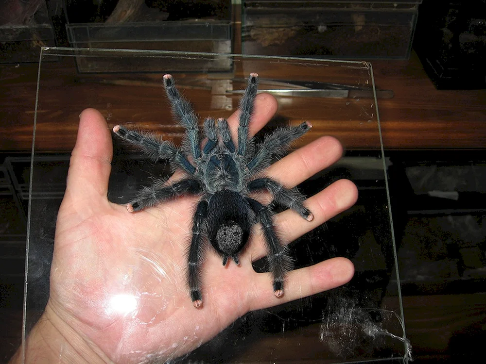 Pterinochilus murinus