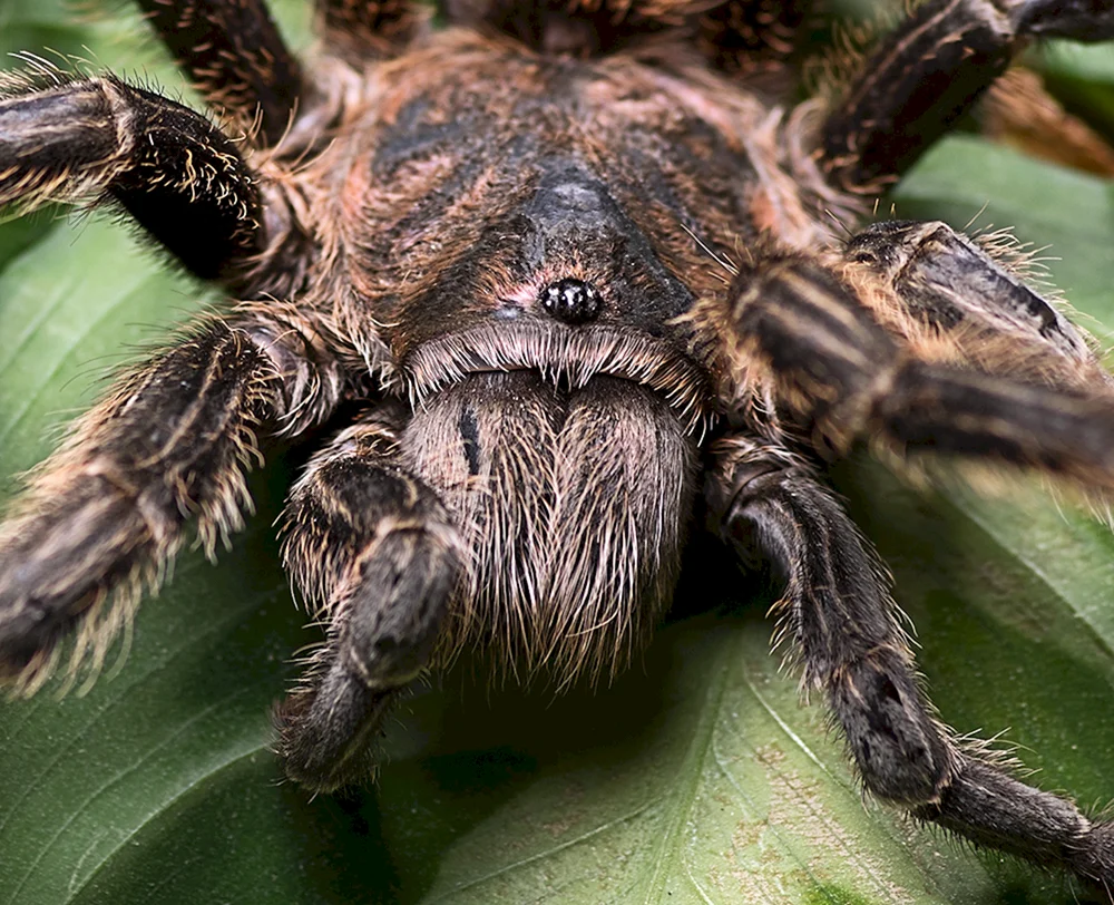 Tarantula spider Krasnodar Territory