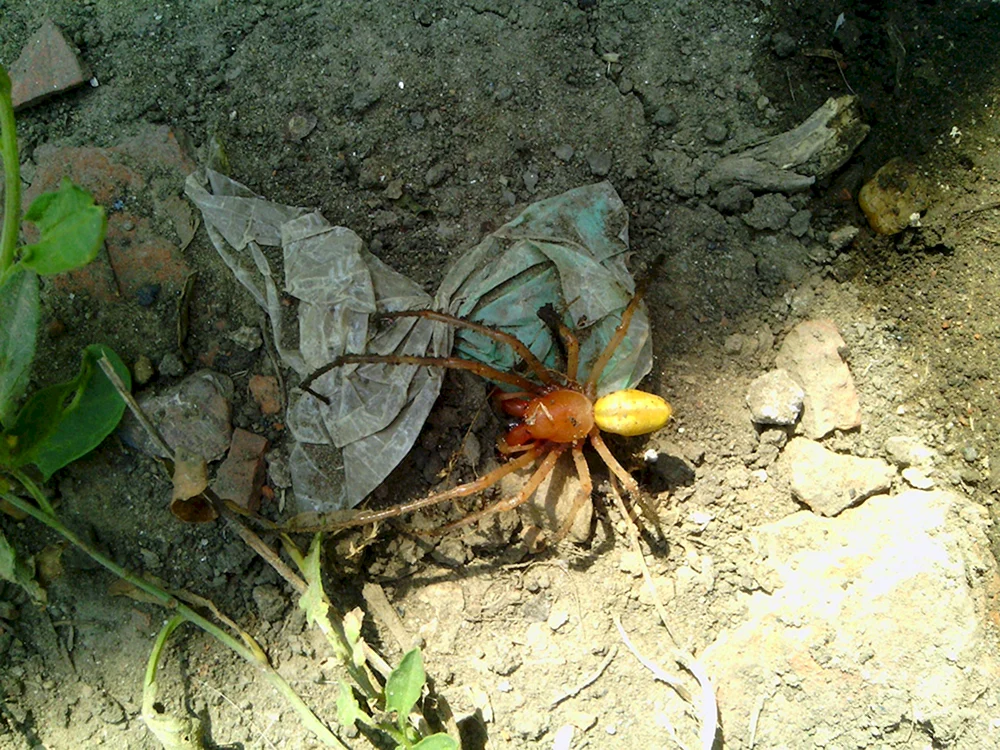 Argiope brunnicha