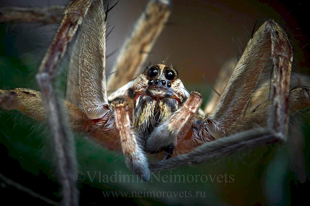 Astrakhan tarantula
