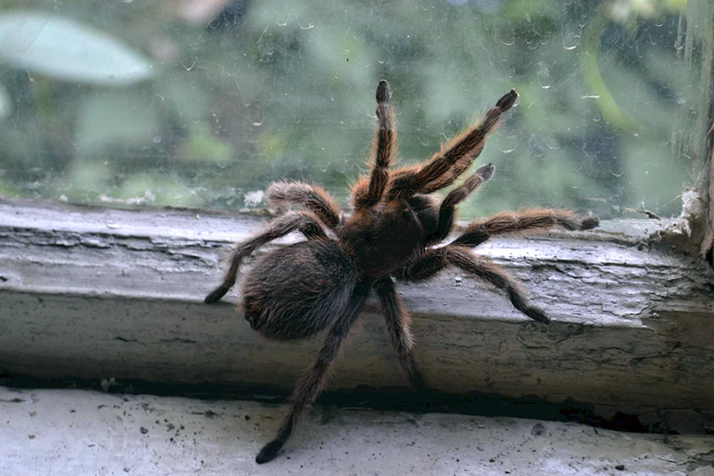 Spiders Dominikanische Republik