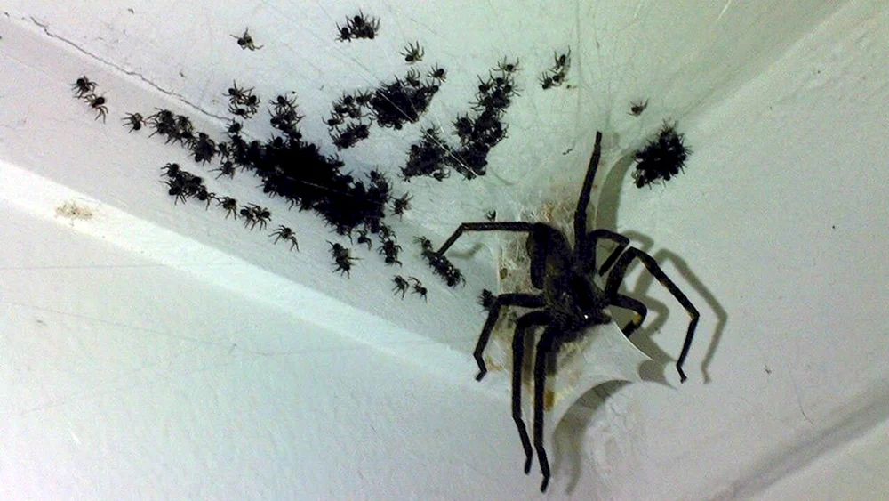 Tarantula Heumacher