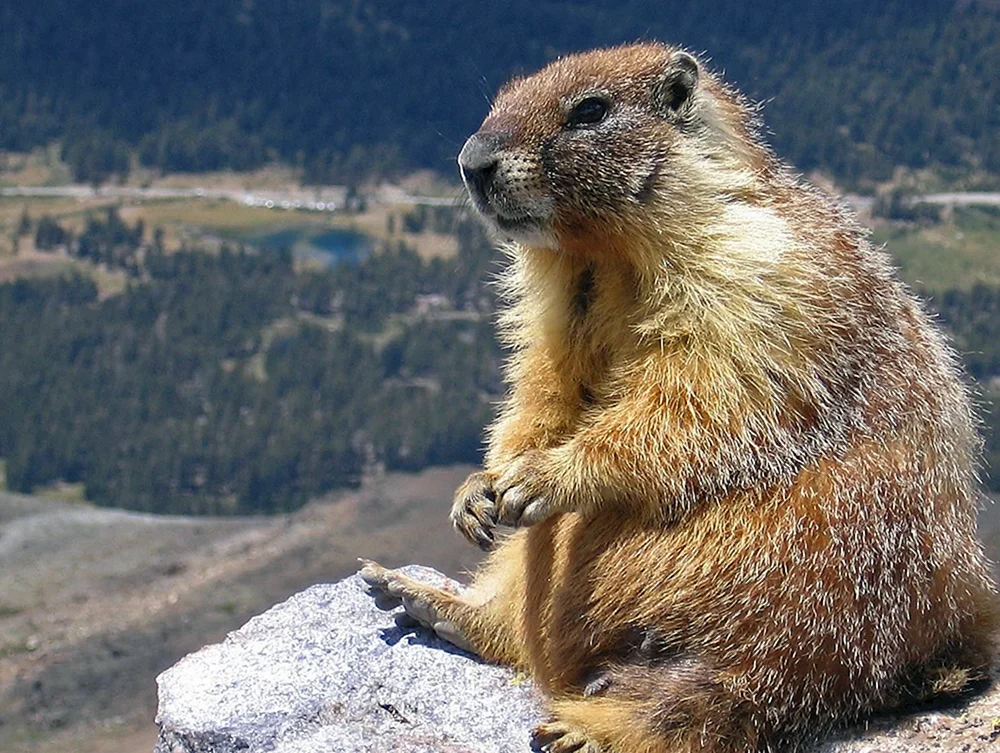 Alpenmurmeltier Marmota Bobak