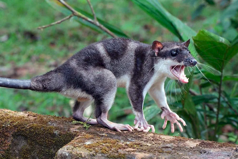 Tasmanisches Opossum