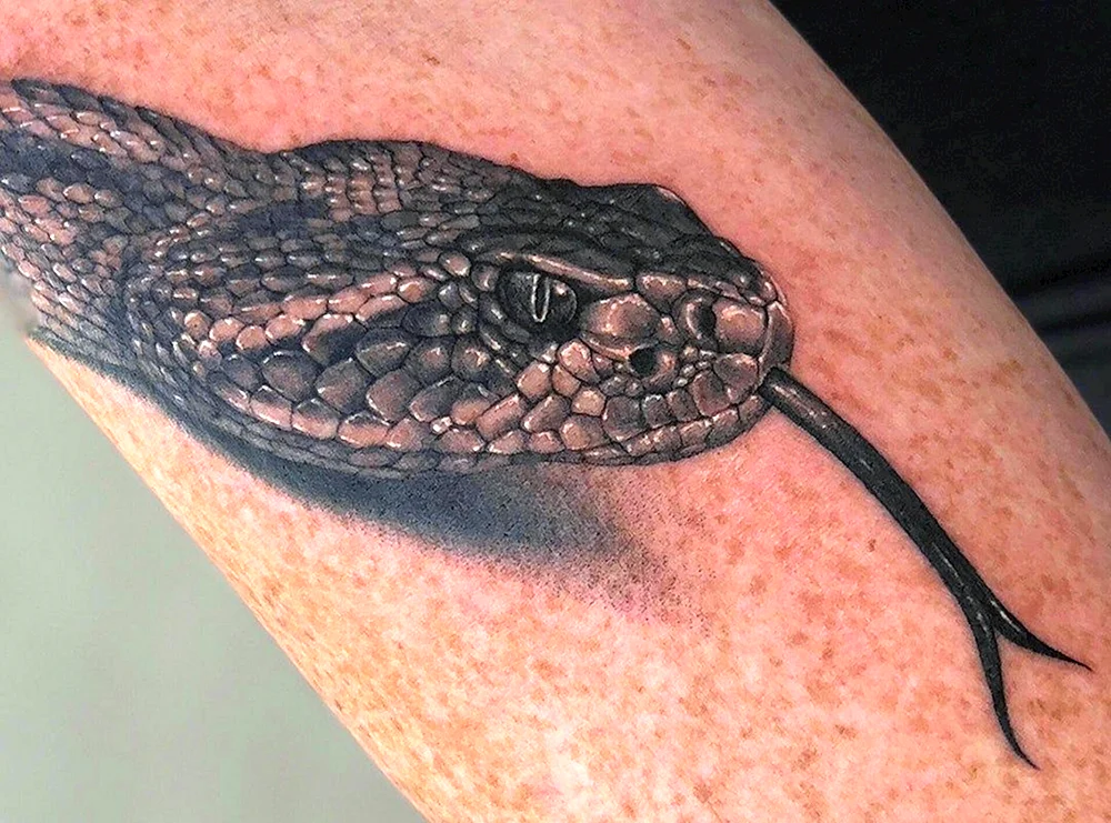 Viper Tattoo Schlange