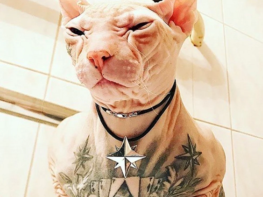 Pflege Memphis Katze