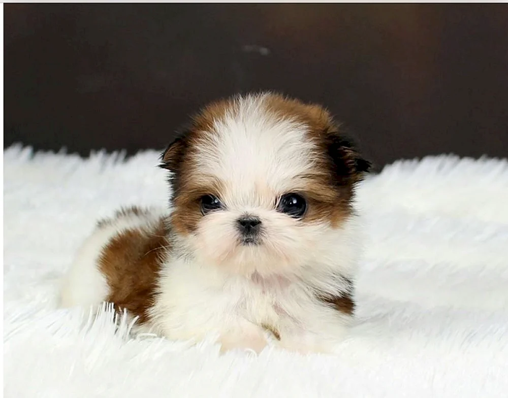 Teacup Shih Tzu