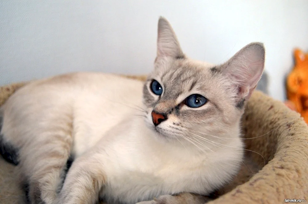 Taian Tabby Point Thai Tabby Point
