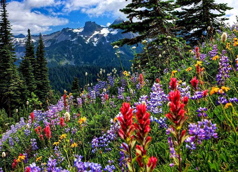Teberdi Alpine Meadows Nature Reserve