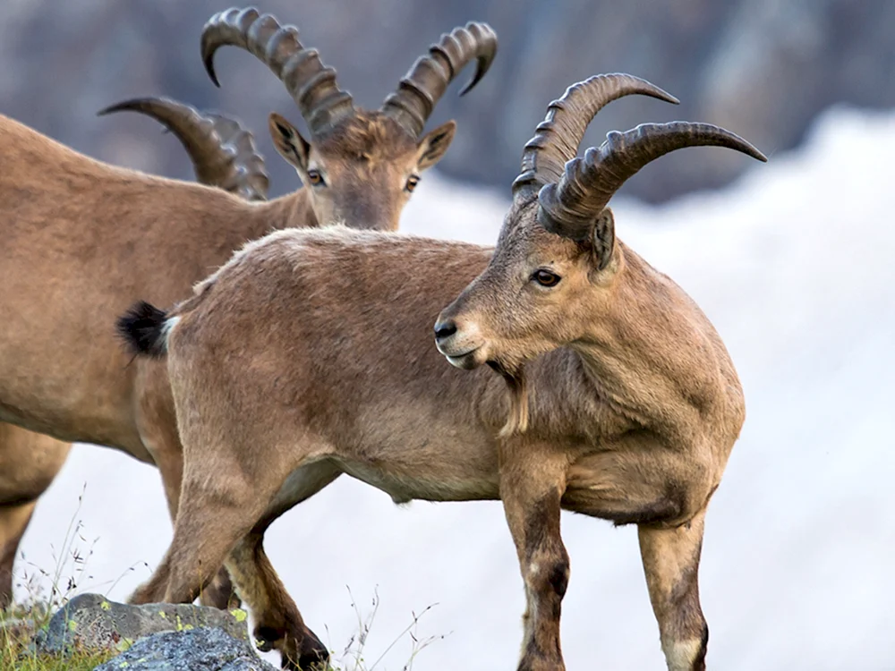 Watussi Wildbullen