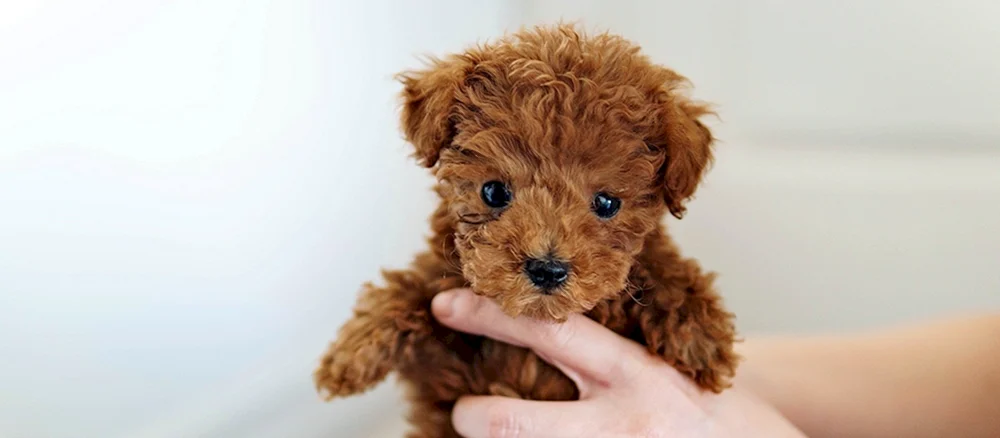 Teddy Pudel maltipoo