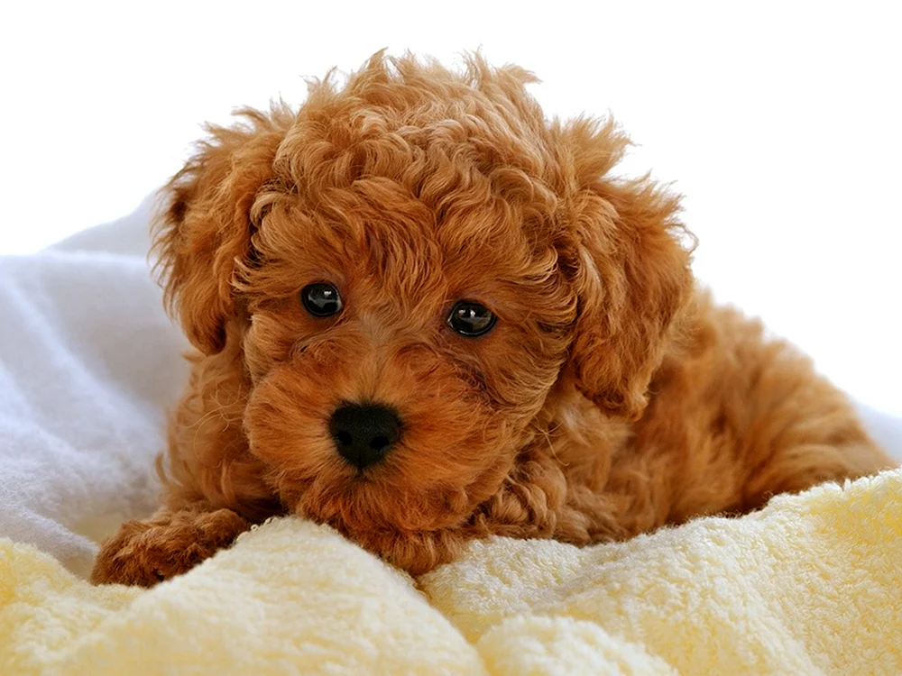 Teddy Pudel Maltipoo