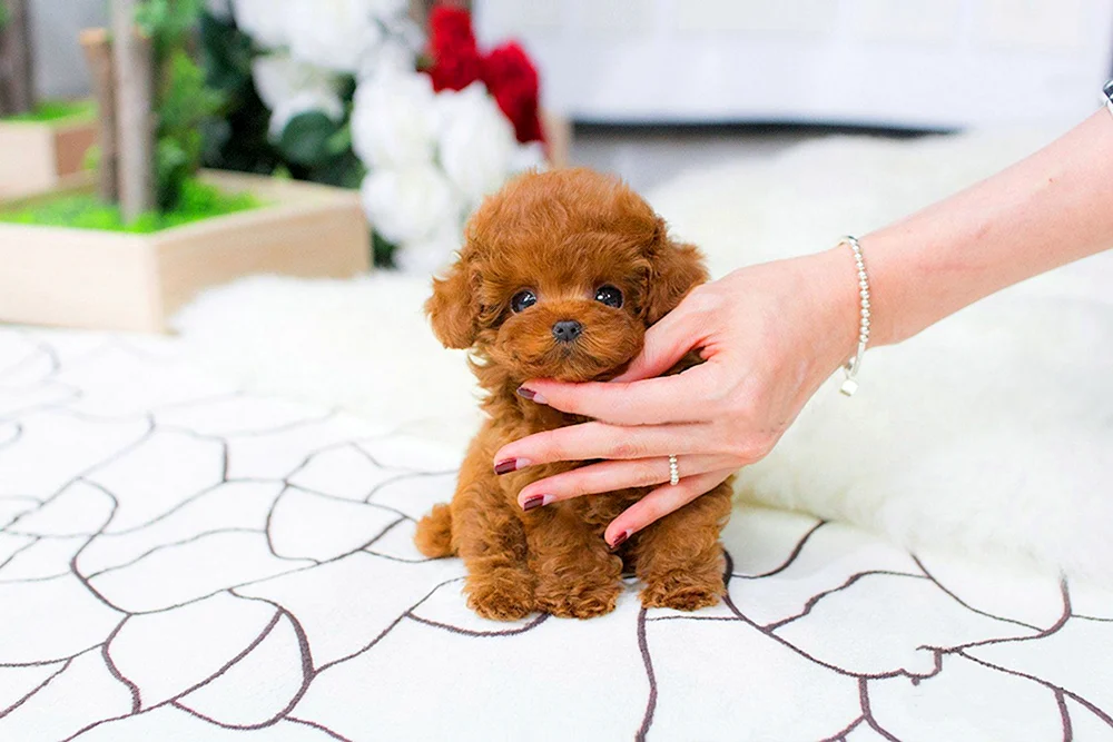 Bolonka Maltipoo