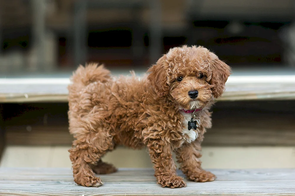 Maltipoo Pudel maltipoo
