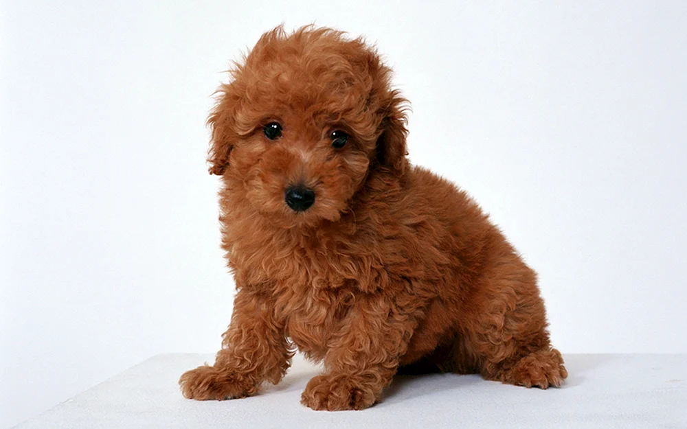 Mini-Pudel Maltipoo