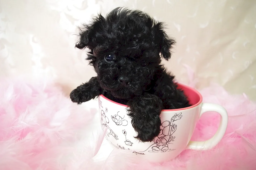 Mini Pudel Maltipoo