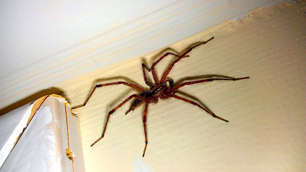 Tegenaria Hausspinne