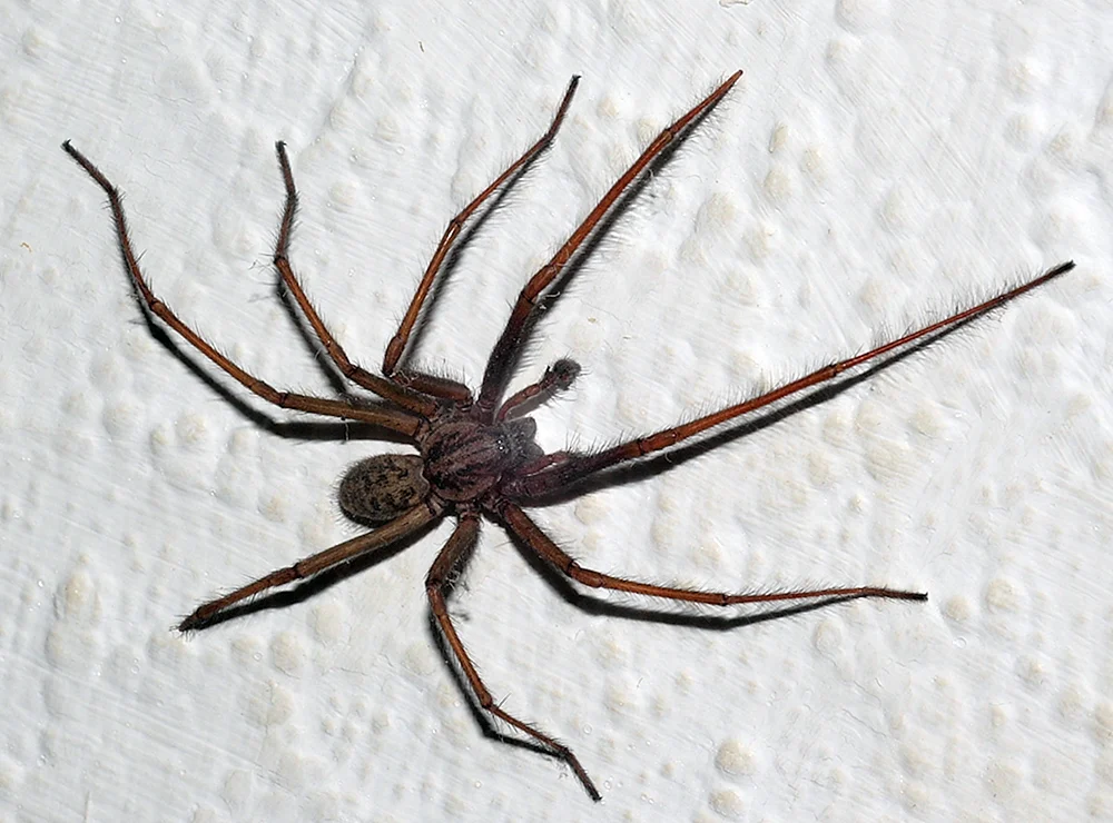 Tegenaria Hausspinne