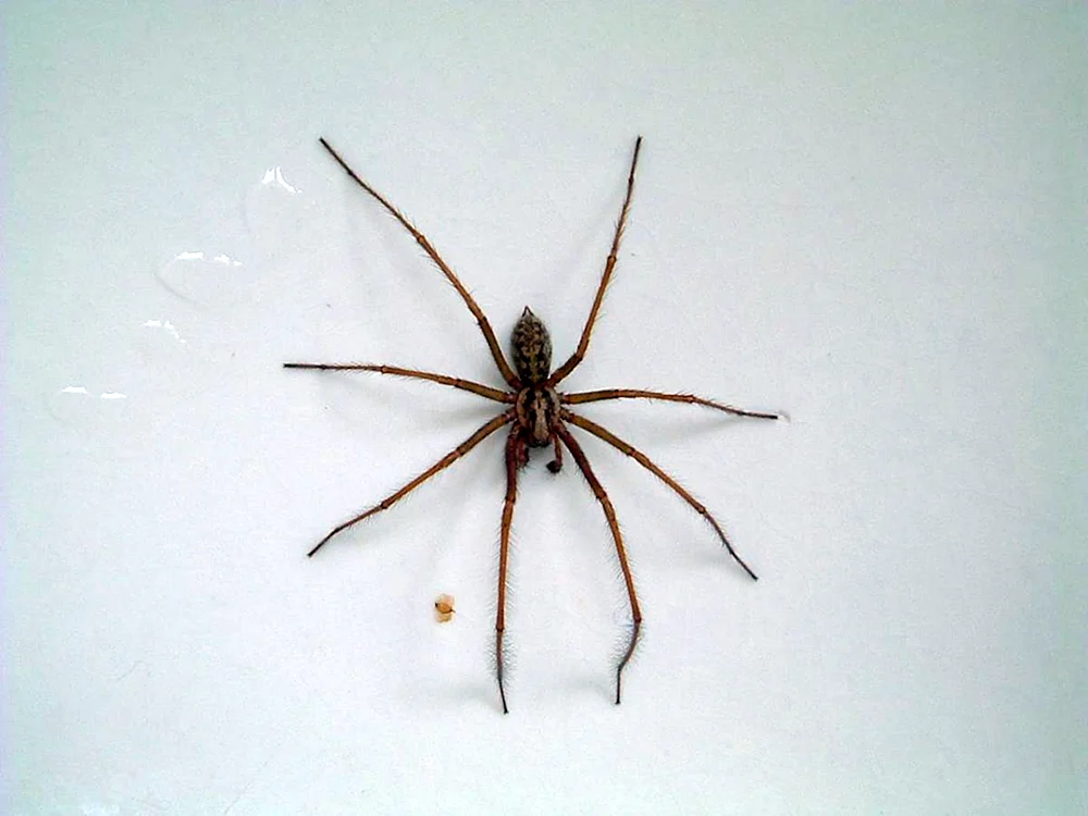 Jagdspinne Araña araignee Ragno