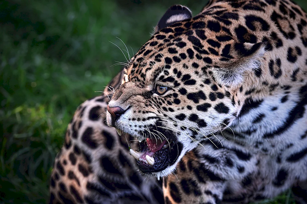 Berberischer Leopard