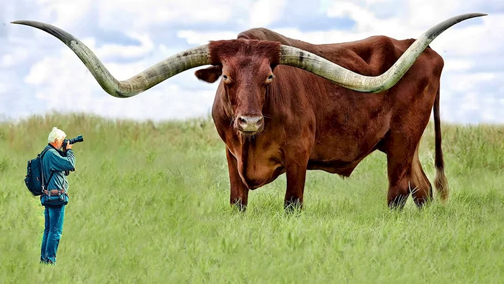 Watussi wilder Stier