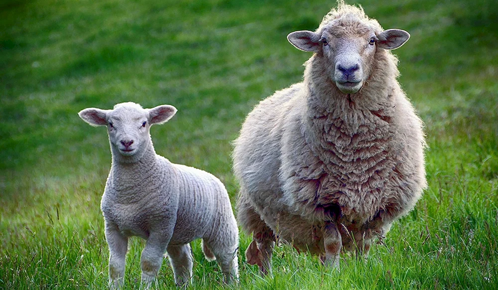 Moutonschaf