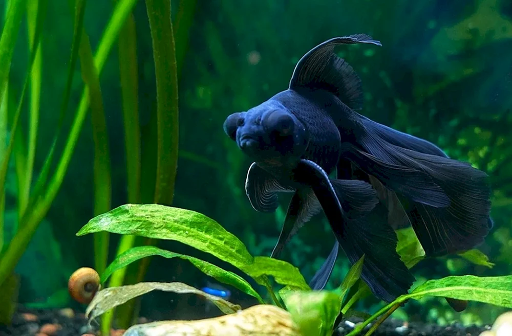 Schwarzer Labeo Fisch