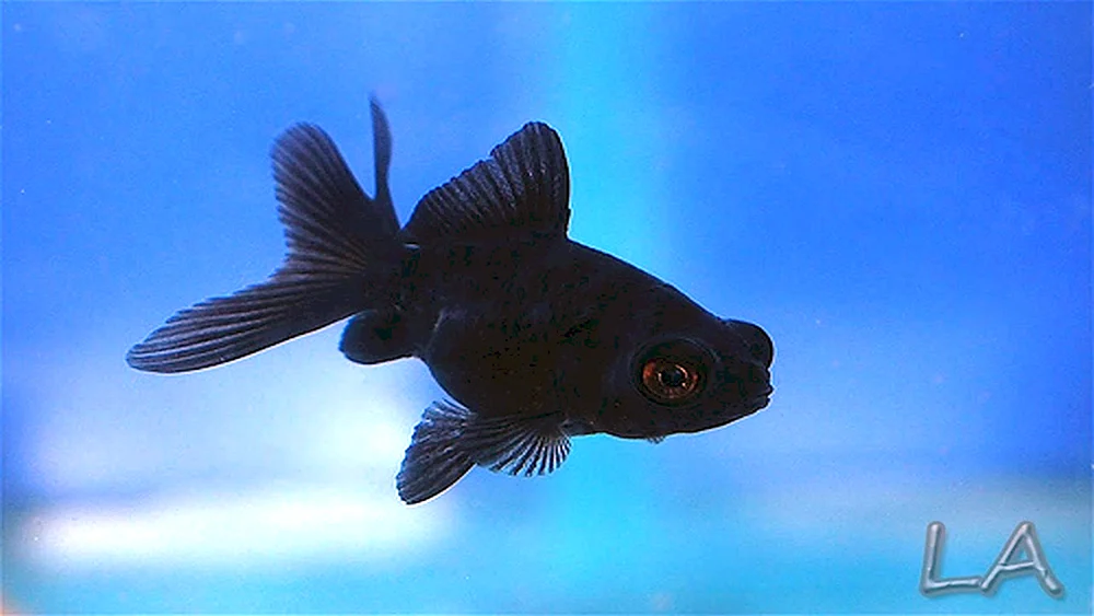 Labeo Zweifarbig