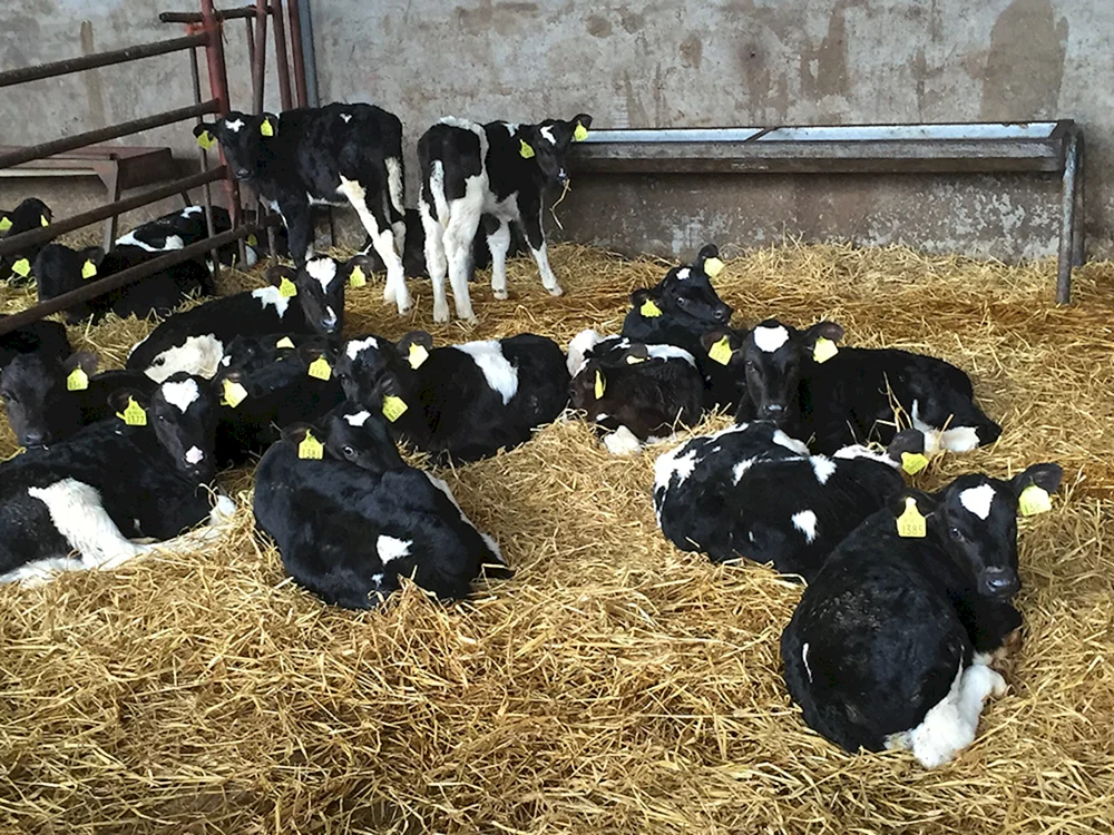 Holstein Bullenkälber