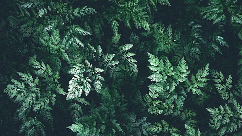 Grüner Hintergrund