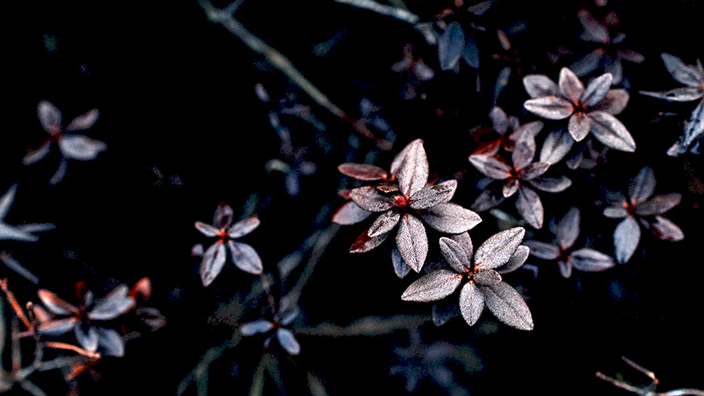 Kuschelige Blumen