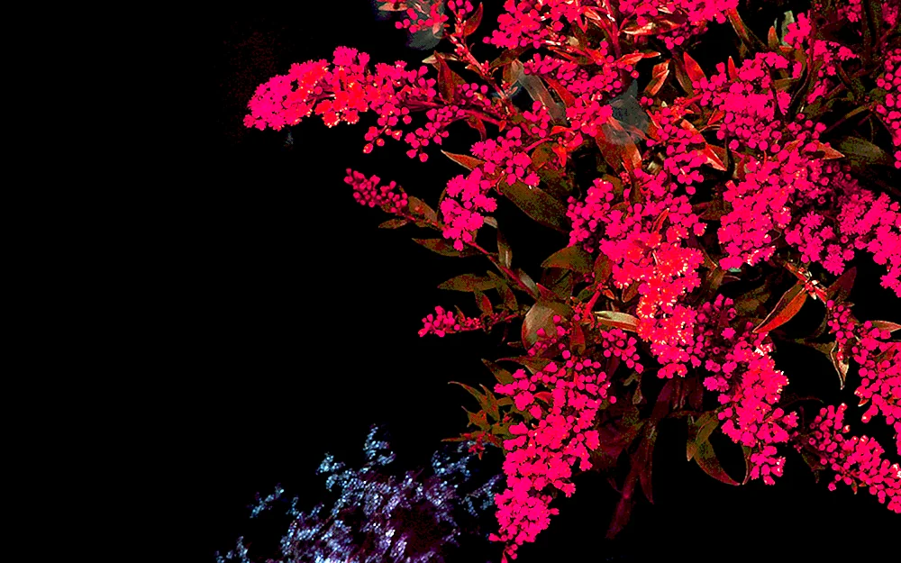 IOS Wallpaper