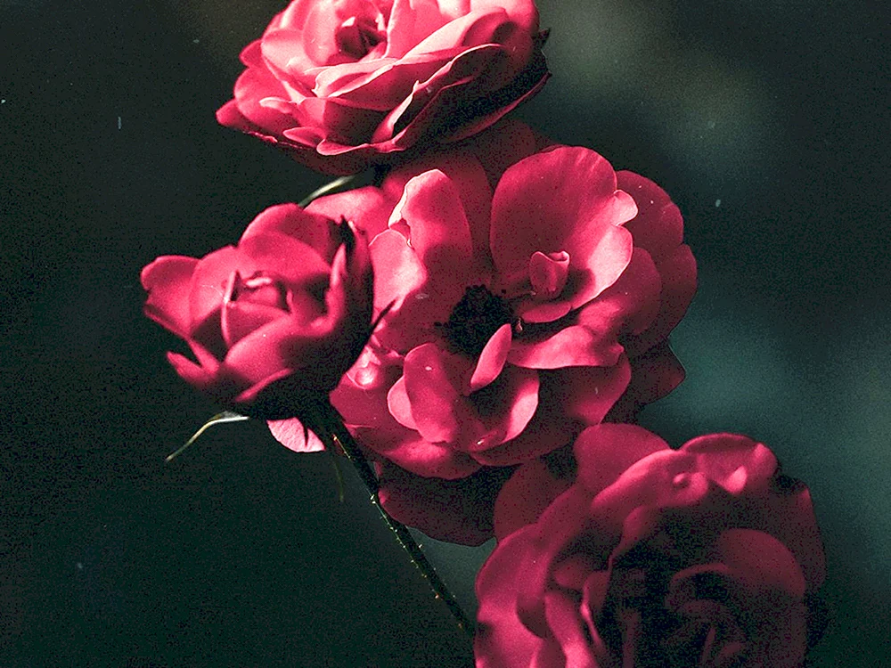 Dunkle Blumen