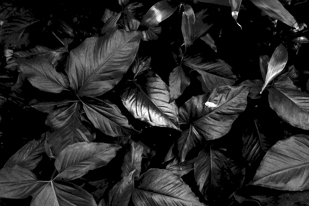Schwarze Rose
