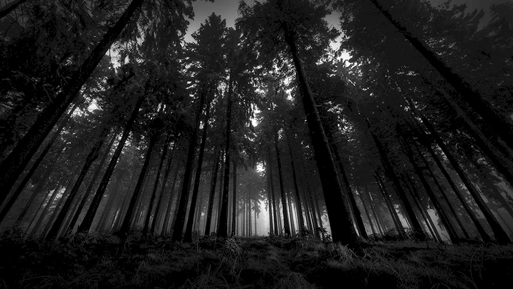 Dunkler Wald