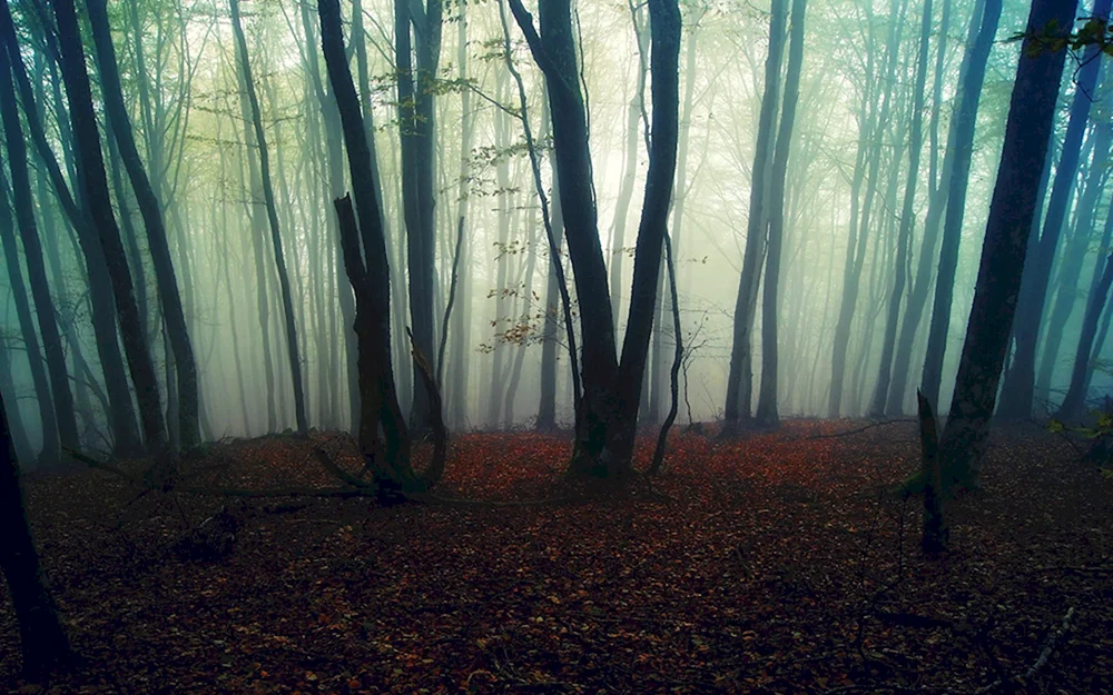 Dunkler Wald